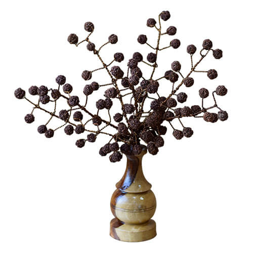 Rudraksh Tree (108 Natural Beads)
