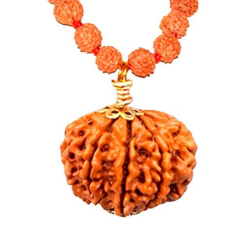 Gyara Mukhi / Eleven Faced Rudraksha - Lab Certified